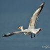 Mouette rieuse